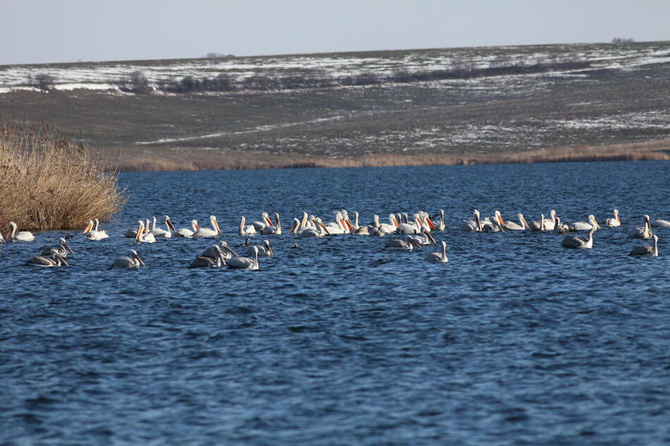 Галерия : Овчарица 4