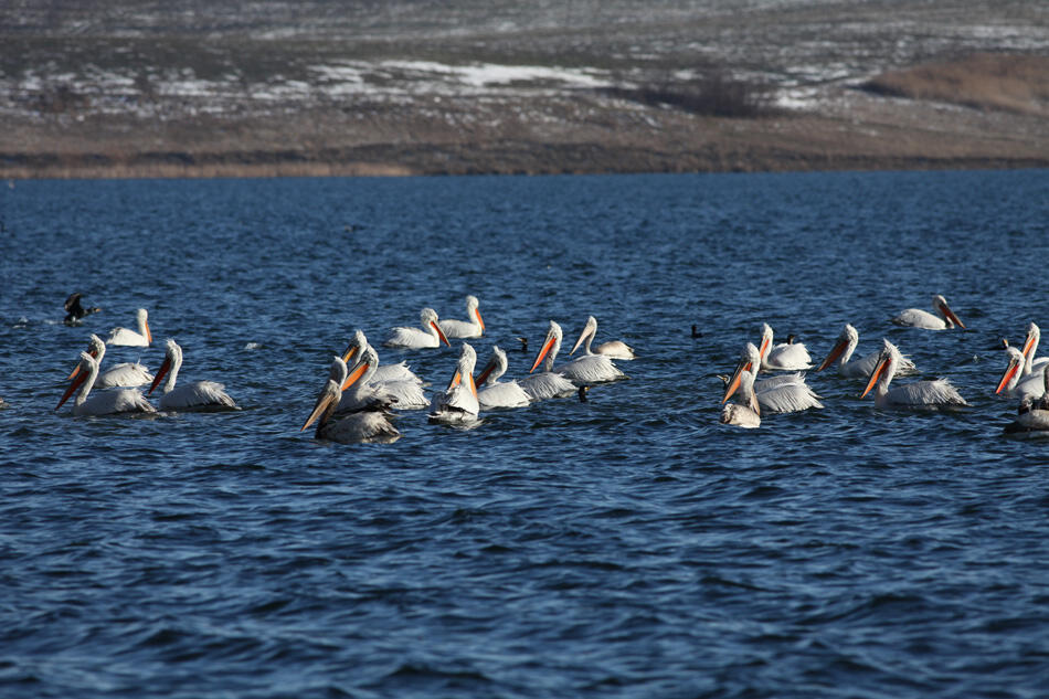 Галерия : Овчарица 2