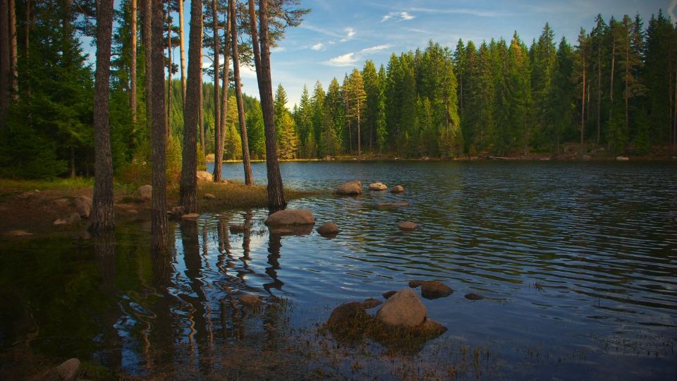 Галерия : Широка поляна 1